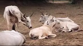 Cow 😂is bull😂 and rest beautifull baby #viralvideo #villagelife 😜👌