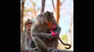 Mom hug just newborn baby take care  #monkey