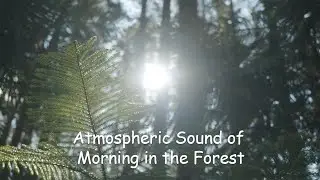 🎵Atmospheric 🍀 Morning in the Forest | For Study, For Sleep, For Relaxation And Calm. | Nature🎵
