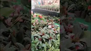 All Variety Plants Best Quality Live Plant Seeds Decorative Foliage #plants #live #lulumall