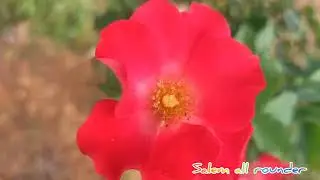 கொத்துக் கொத்தாக ரோஜா பூக்கள், ஒத்த அடுக்கு ரோஜா, easy maintaining plant care,garden vlog 🌹🌿🌹