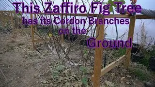 This  Zaffiro Fig Tree has its Cordon Branches on the Ground