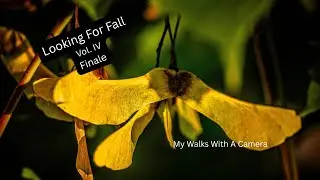 Looking For Fall, Vol IV