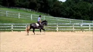 2010 Stallion by Namelus R. Under Saddle