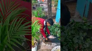 mini pond এ কতবড়ো কাতলা মাছ ছাড়লাম🐟😍(952) bangla village fishing video #fishing