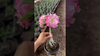 Buy Thailand Imported Adenium Plant Online Shopping 🌱 #adenium #plants #flowers #garden
