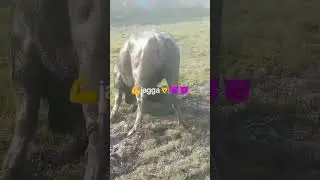 #pakistanibull #cow #indianking #bull #pakistanibullrace