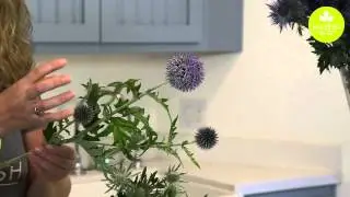 Wholesale Flower Product Showcase: Thistle