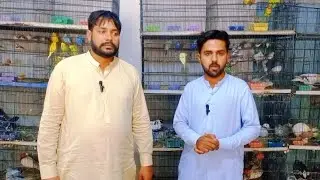 Sunday Birds Market Rahim Yar Khan latest Update In Urdu And Hindi |RYK Birds Market#bahawalpurpets