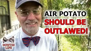Air Potato Should be OUTLAWED! You'll Be SURPRISED How Prolific it can Be and How Hard It Is to Kill