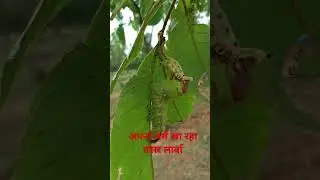 # tasar  #silkworms