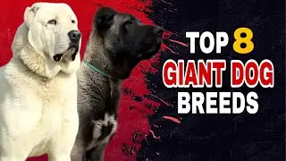 Top 8 Giant Dog Breeds That Will Amaze You