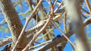 Southern Vine snake uncut. #vinesnake #greaterkruger #wildsnake