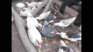 MEMBERI HIJAUAN PADA ENTOK DAN BEBEK