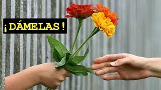 Daj Mi Je! | Imperativo I Zaimki | Nieregularne Formy Trybu Rozkazującego | Hablo Español #88