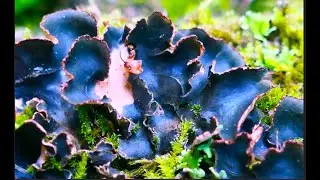 Felt lichen   Peltigera malacea by  THeo