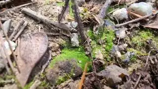 moss stone spiral meditation path plus dog and extranea