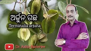 ଅର୍ଜୁନ ଗଛ। Terminalia arjunaly | @dr.ashisbanerjee