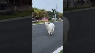 Cute Funny animals 79 😍 [ unique & cutest animals ] #оценкаканалов #приколы #coub #реакция(4)