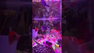 wow #bettafish #betta #aquarium #bluebettafish #shortvideo #fish #koi