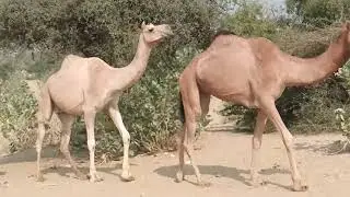 Camels Walking Through the Desert | Peaceful Nature Scene | Relaxing Natural Sound