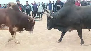Balain Dung na WEILYNGKUT 🆚 Saw Mechanic na UMTHLI mynta ka sngi ha Nongthliew