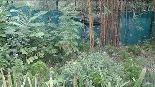 Butterfly park thenmala