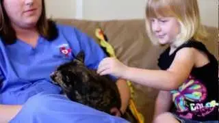 ACVIM Animal Survivor Featuring Camille