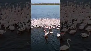 🕺 Flamingo Breeding Rituals: Dance, Care, and Survival! 🐦