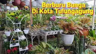 Berburu Tanaman Hias Di Kota Tulungagung