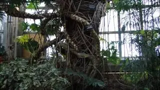 Belle Isle Conservatory (Anna Scripps Whitcomb Conservatory) 12 min HD Dec 2014