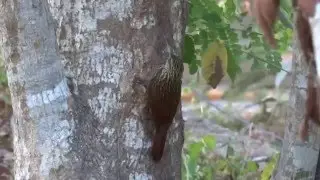 Ivory-Billed Woodcreeper on the hunt