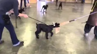 Giant Schnauzer 