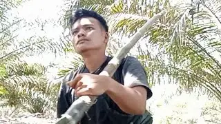 Pruning sawit, plepah keras...#pruningsawit #pruning #sawit #