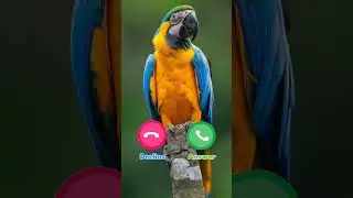 #ringtone #smartphone #music #ringtones