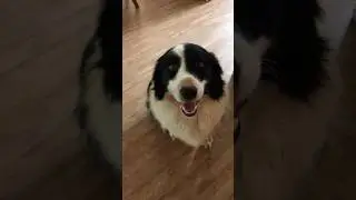 Cosmo the brown nose doggy