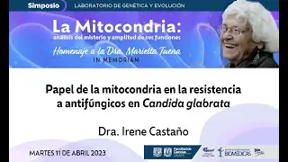Papel de la mitocondria en la resistencia a antif&uacute;ngicos en Candida glabrata