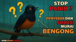 Murai Bengong? Jangan Panik! Ini Penyebab , Solusi & Rawatannya !