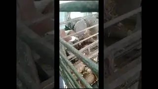 Coconut Shell Dehulling machine -  all work people good machinery make work easy #shorts