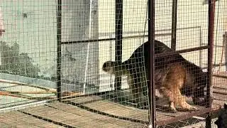 VILCY Черная и десятилетняя немецкая овчарка | #germanshepherd #gsdindian