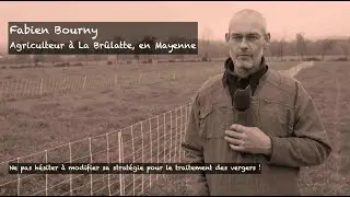 Des moutons pour contr&ocirc;ler l'enherbement des vergers !