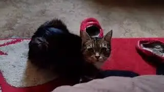 Princess sitting on the carpet relaxing. July 8 th 2023.😀😻