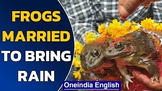 Tripura: Frogs married in unusual custom to appease the rain God | Oneindia News