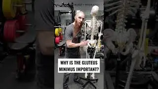 WHAT IS THE GLUTEUS MINIMUS MUSCLE AND WHY IS THE GLUTEUS MINIMUS MUSCLE IMPORTANT??? #Shorts
