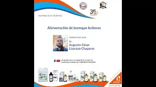 Alimentación de borregas lecheras