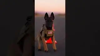 Training Today&hellip; A Protector Tomorrow 🇺🇸🐕&zwj;🦺
