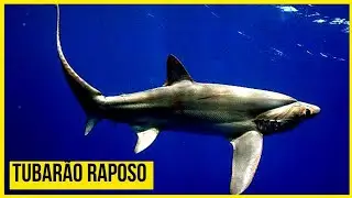 Tubar&atilde;o Raposa e sua cauda mortal