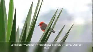 Vermilion Flycatcher (Pyrocephalus rubinus) - Lima, October 2019