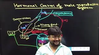 Testosterone & Beyond: The Science of Male Hormones