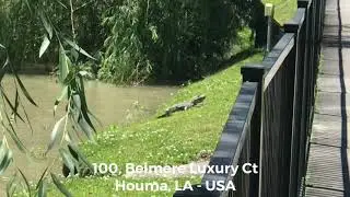 Smart Alligator at 100, Belmere Luxury Ct - Houma, LA - USA